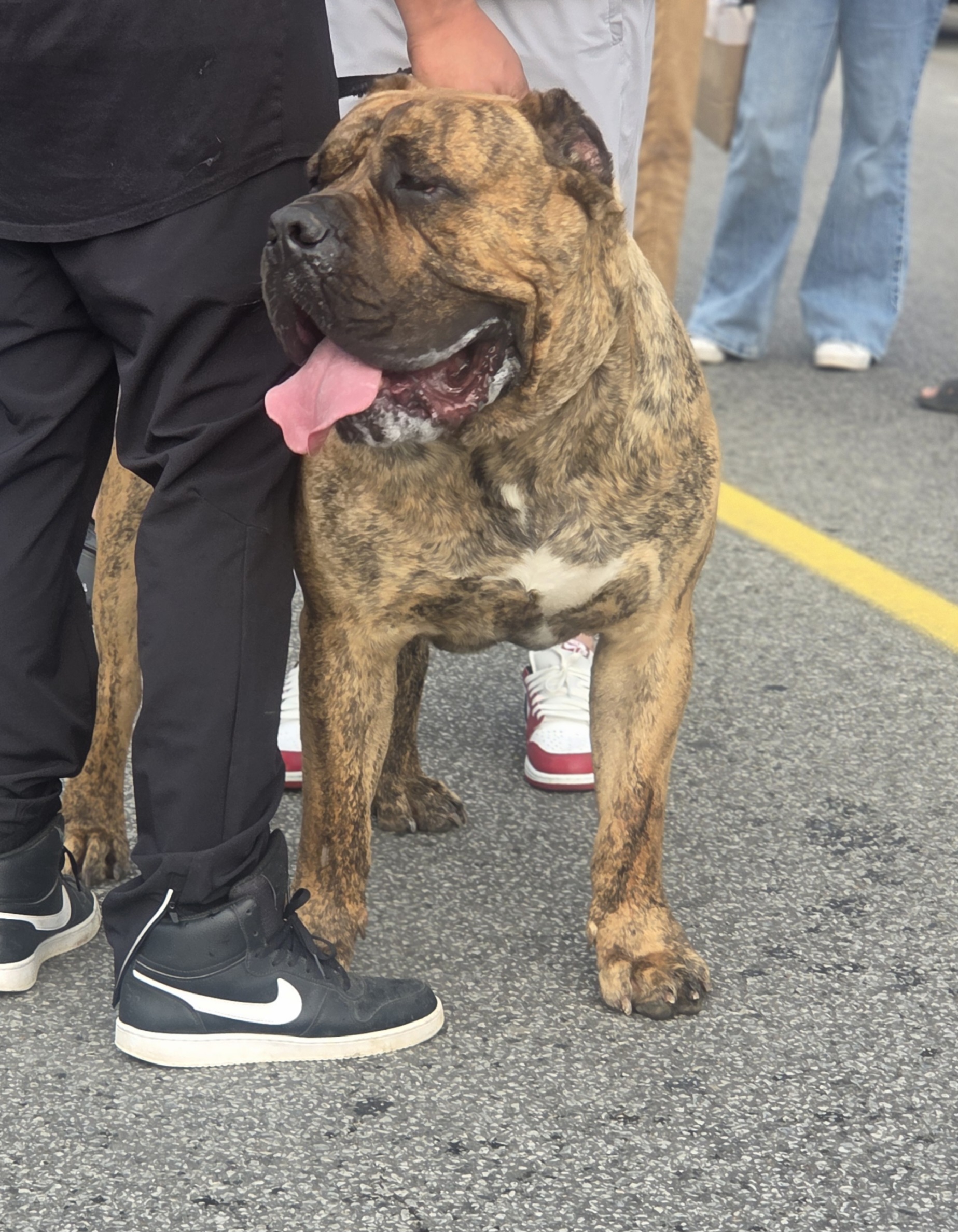 Large powerful Presa Canario male standing on rocky terrain
