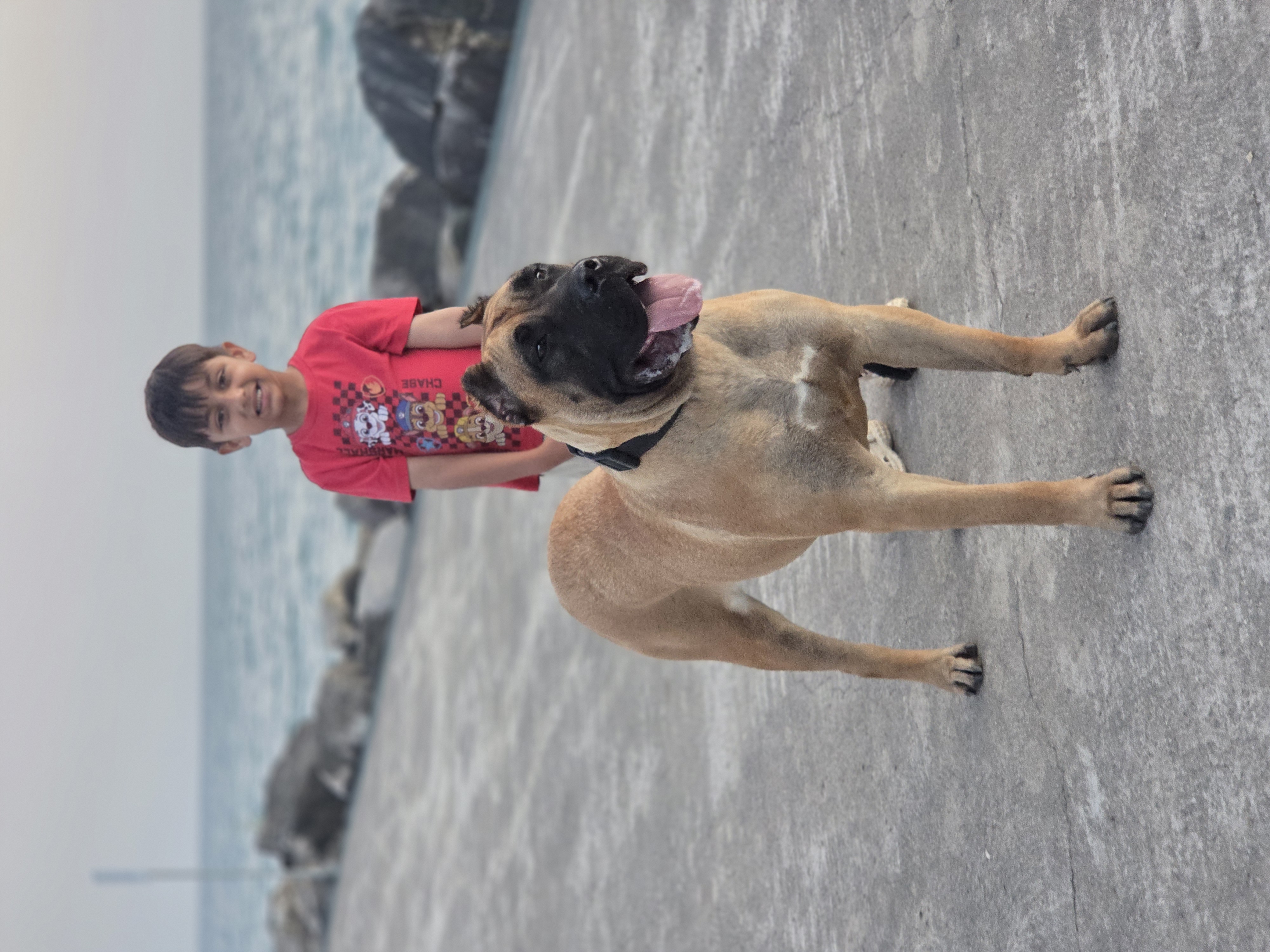 Close up of a Presa Canario showing breed detail
